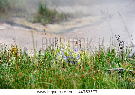 Purple and yellow wildflowers bloom besides thermal hot springs in Yellowstone National Park.