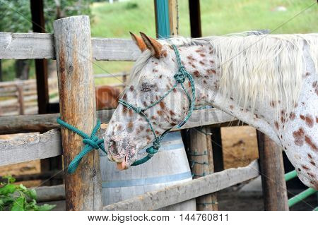 Humorous image of a horse with its tongue out. Coloring and "expression" on the horse could signify sickness dieing pouting unhappy etc.