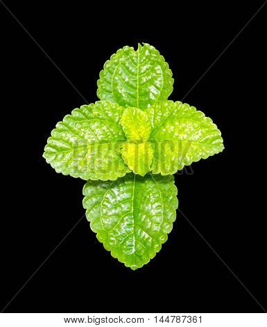 fresh mint isolated on a black background