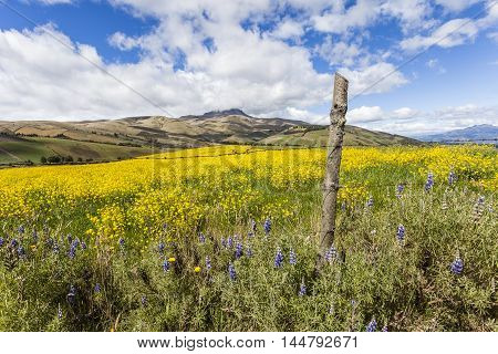 Canola fields cultivated with yellow flower in Ecuadorian Andes