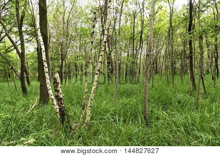 The natural park of Groane (Milan Lombardy Italy).