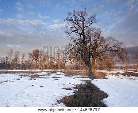 In The Early Spring