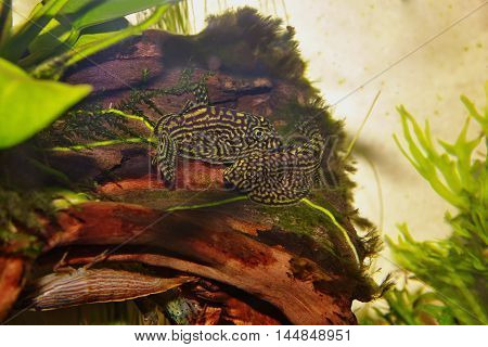 pair of fishes Sewellia lineolata on snag in the aquarium