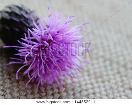Autumn flower Thistle in the garden nature season summer bloom flora botany floristics macro closeup bud petals plant color scarlet Carduus
