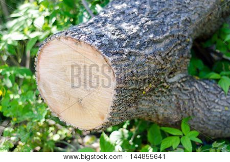 sawn tree trunk lying on the ground