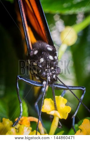 Close up monarch butterfly with pretty summer flowers