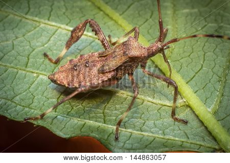 Close up macro helmeted squash bug on green leaf