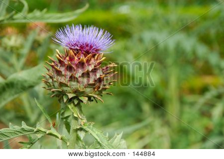Fiore di cardo.