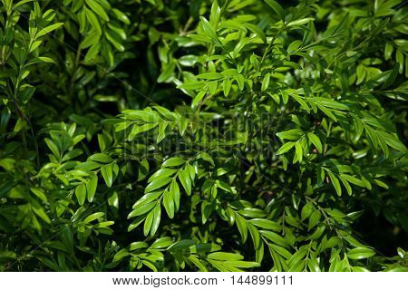 European box (Buxus sempervirens), also known as the boxwood.