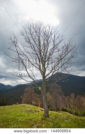 Alone dry tree in Carpatian mountains in dark day