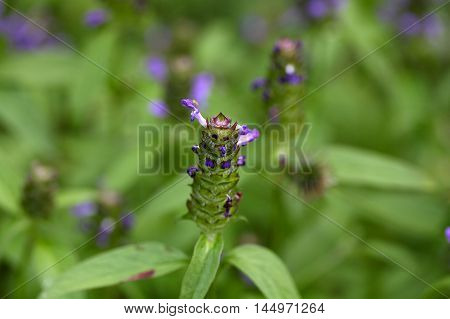 Flowers of a common self heal (Prunella vulgaris)