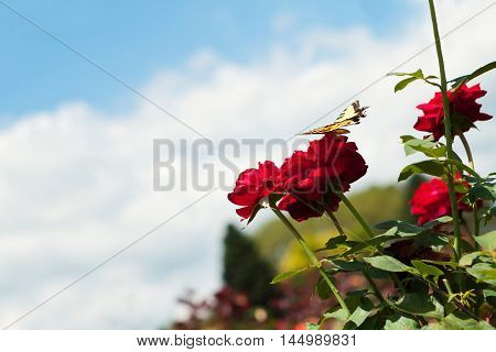 Butterfly on a Bright Red Rose Bush