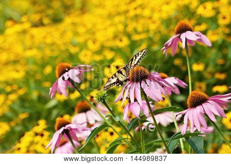 Butterfly in a Colorful Field of Flowers