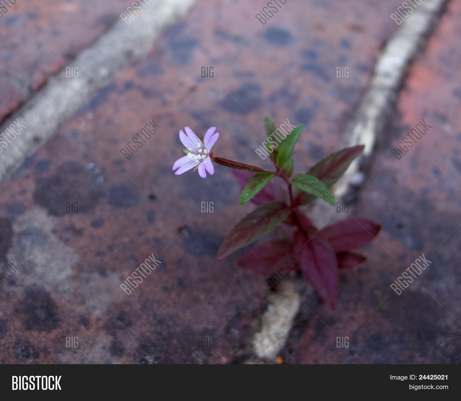 Image Preview