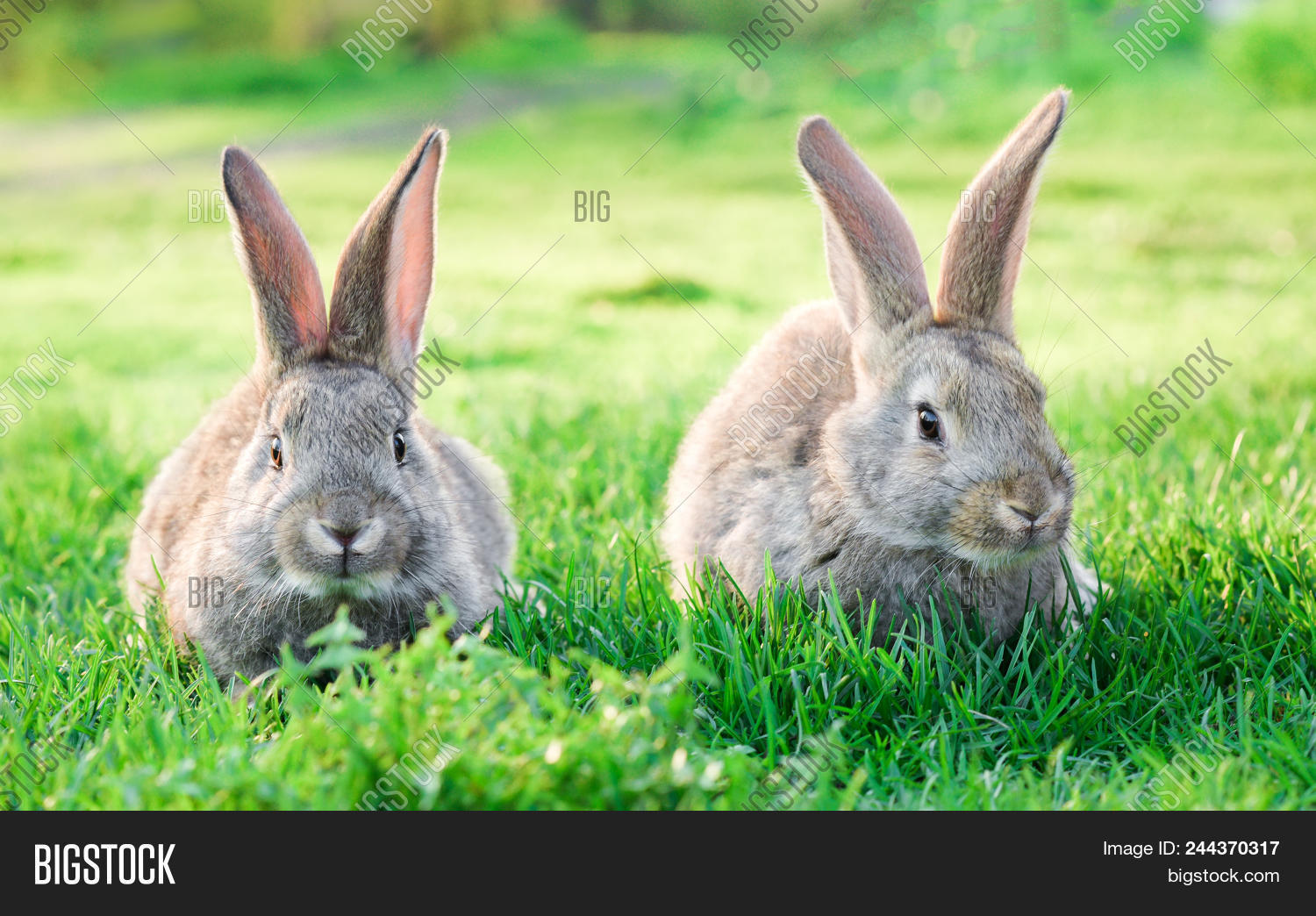 Image Two Grey Rabbits Image & Photo (Free Trial) Bigstock