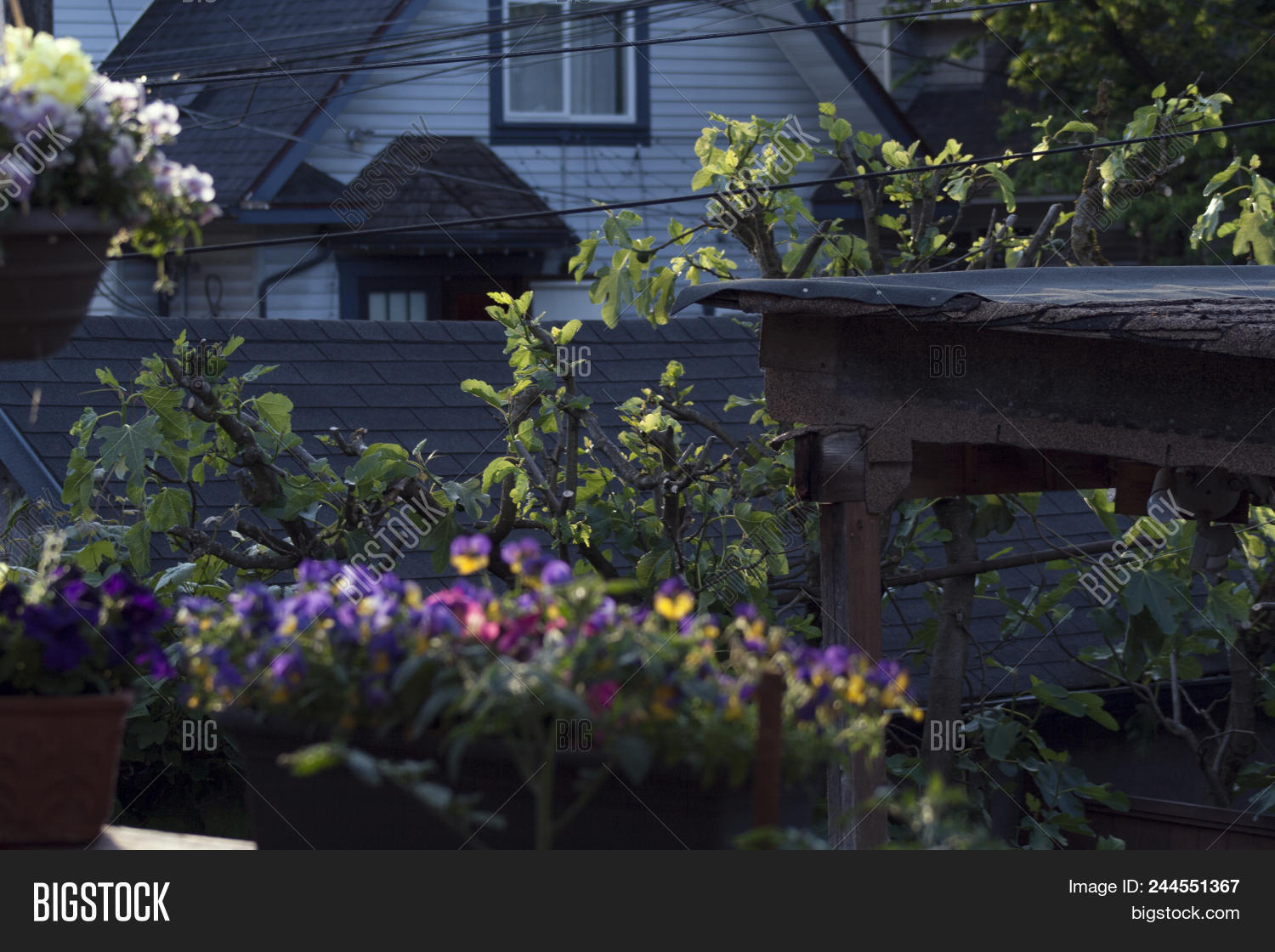 Hanging Flower Pots Image Photo Free Trial Bigstock