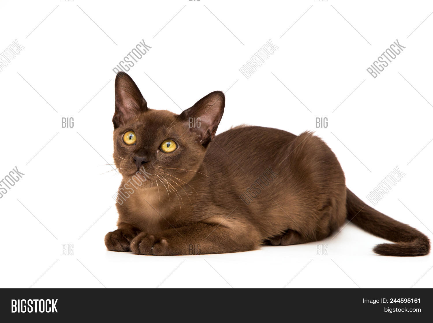 Brown Burmese Cat Image Photo Free Trial Bigstock