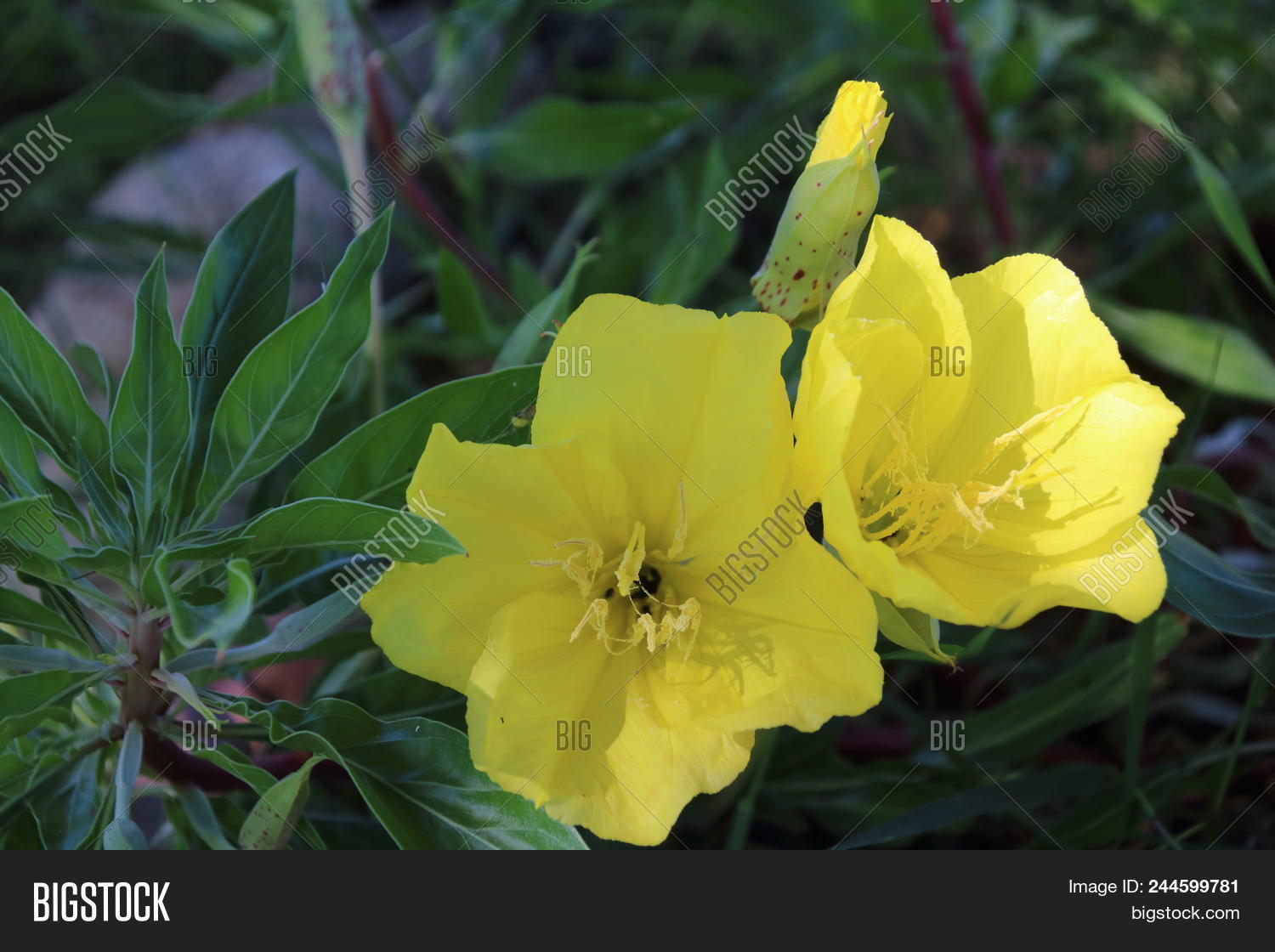 Missouri Evening Image & Photo (Free Trial) Bigstock