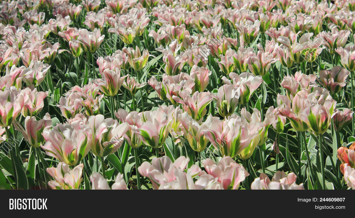 Beautiful Tulip Flower Image Photo Free Trial Bigstock