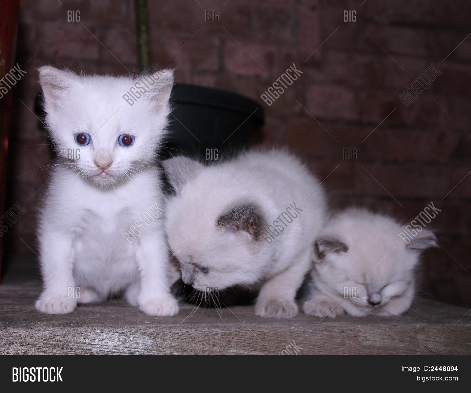 Image Preview