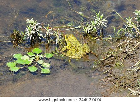 Frog In The Pond
