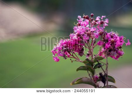 A Beautiful Pink Flower On The Green Field