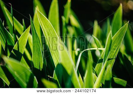 Bright Iris Flowers On A Background Of The Spring Landscape. Abstract Background. Side View.
Green, 