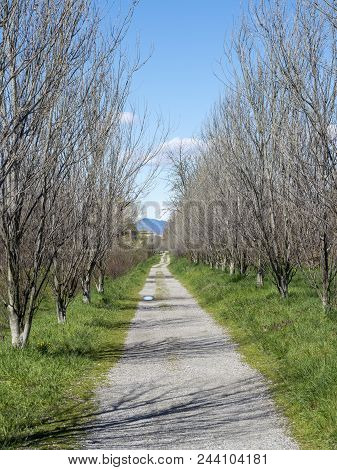 Milan, Lombardy, Italy: The Park Known As Parco Grugnotorto In The Springtime
