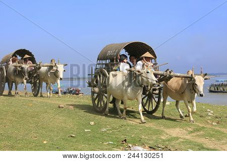 Mingun, Myanmar - December 30: Unidentified People Take Ox Cart Along The River On December 30, 2011