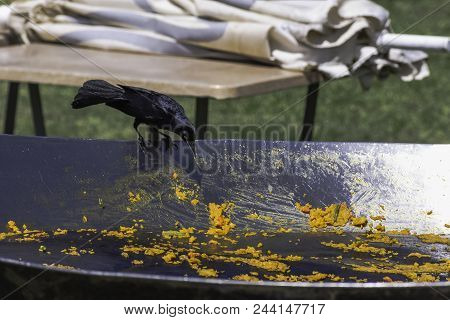 The Greater Antillean Grackle (quiscalus Niger) During Cuban Lunch - Varadero, Cuba