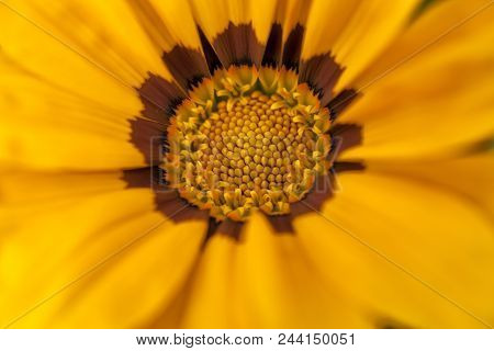 Gazania Linearis Flower In The Garden Background.