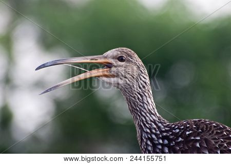 Limpkin (aramus Guarauna) Taken On The Gulf Coast Of Florida.