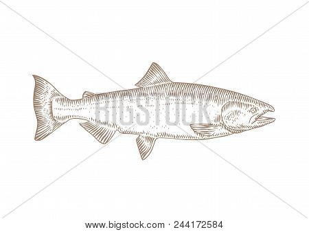 Drawing Of Isolated Live Salmon On The White