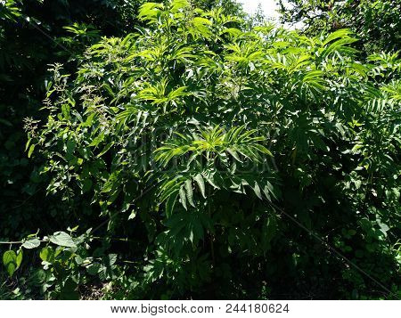 Sambucus Ebulus Danewort Or Dane Weed Or Danesblood Or Dwarf Elder Or Walewort Ou Dwarf Elderberry O