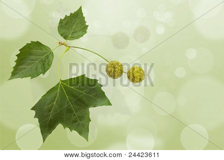 Platan liść