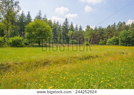 Clearing In A Forest In Sunlight In Spring