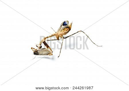 Praying Mantis Isolated On White Background. Predator And Victim Concept. Pseudempusa Pinnapavonis.