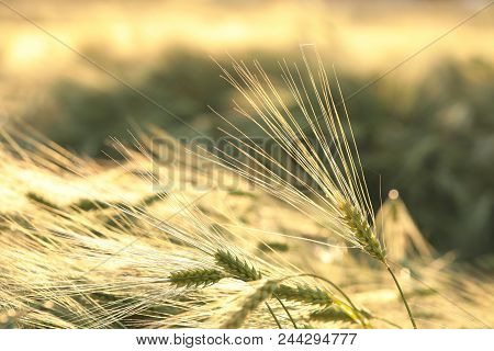 Ear of wheat Nature field dusk Nature background Nature background cereal Nature bread Nature background Macro Nature background sunset sun Nature background Nature background outdoor Nature background grain plant Nature background.
