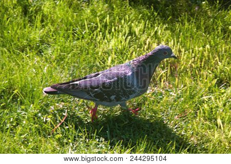Synanthropic Birds With Worldwide Distribution. Rock Doves On The Lawn