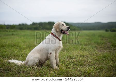 Profile Portrait Of Happy Golden Retriever Dog With Tonque Out Sitting In The Field In Summer Season