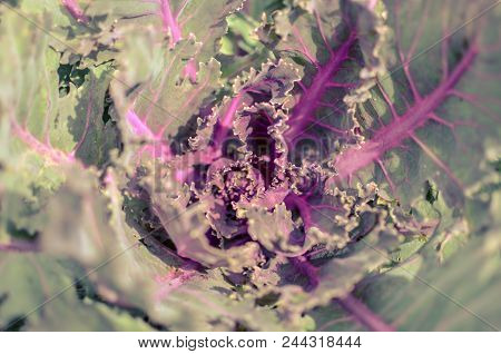 Decorative Purple Cabbage Brassica Oleracea , Vegetable Leaves Brassica Oleracea Var. Acephala