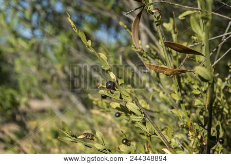 Foliage And Fruits Of Wild Jasmine, Jasminum Fruticans. It Is A Species In The Family Oleaceae Nativ