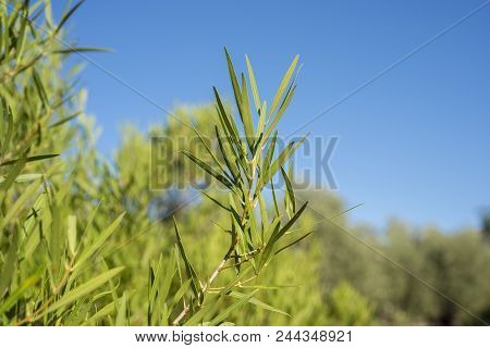 Foliage Of Phillyrea Angustifolia. It Is A Species In The Family Oleaceae Native To The Mediterranea
