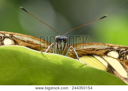 Malachite Butterfly (siproeta Stelenes) Sits Behind A Leaf And Looks Directly Into The Camera, Conce