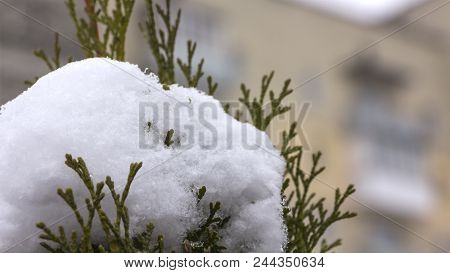 Snow Melts On Tree Branches, City Street, Selective Focus.