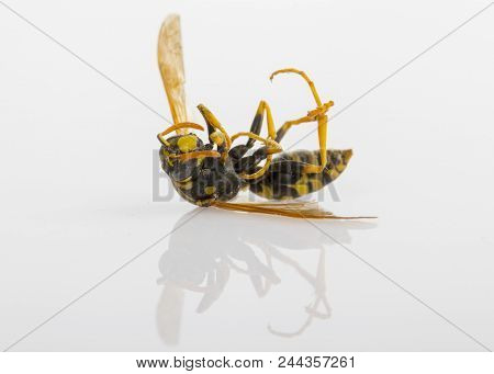 Closeup Of A Dead Wasp Over A White Background.