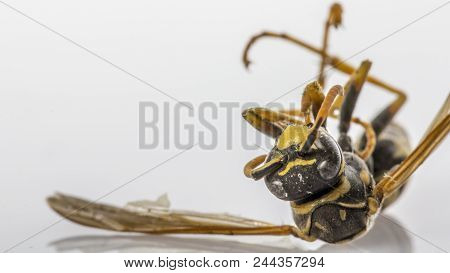 Closeup Of A Dead Wasp Over A White Background.