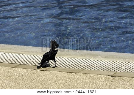 Eating Greater Antillean Grackle (quiscalus Niger) In Front Of Swimming Pool - Varadero, Cuba