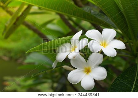 Natural Background, Frangipani, Plumeria Flowers, Temple Tree, Pagoda Tree.