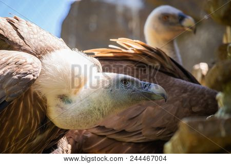 Griffon Vulture Bird. Wild Animal In Captivity